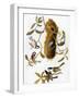 Audubon: Titmouse-John James Audubon-Framed Giclee Print