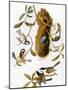 Audubon: Titmouse-John James Audubon-Mounted Giclee Print