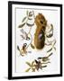 Audubon: Titmouse-John James Audubon-Framed Giclee Print