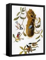 Audubon: Titmouse-John James Audubon-Framed Stretched Canvas