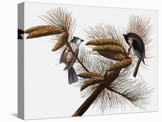 Audubon: Titmouse-John James Audubon-Stretched Canvas