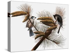 Audubon: Titmouse-John James Audubon-Stretched Canvas