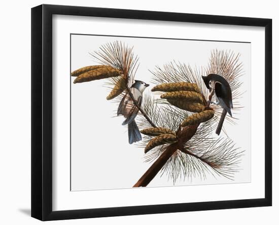 Audubon: Titmouse-John James Audubon-Framed Giclee Print