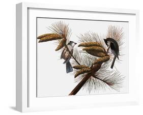 Audubon: Titmouse-John James Audubon-Framed Giclee Print