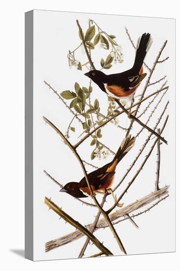 Audubon: Towhee-John James Audubon-Stretched Canvas