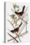 Audubon: Towhee-John James Audubon-Stretched Canvas