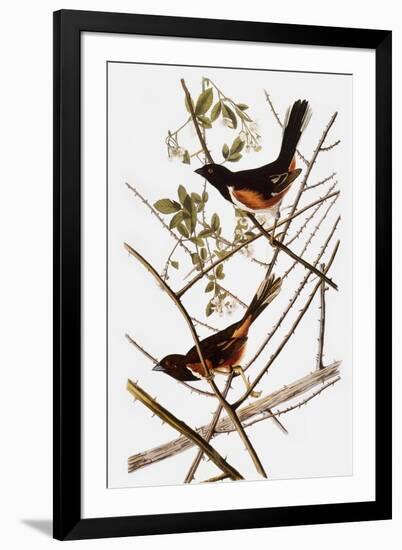 Audubon: Towhee-John James Audubon-Framed Giclee Print