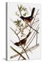 Audubon: Towhee-John James Audubon-Stretched Canvas