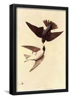 Audubon Tree Swallow Bird Art Poster Print-null-Framed Poster