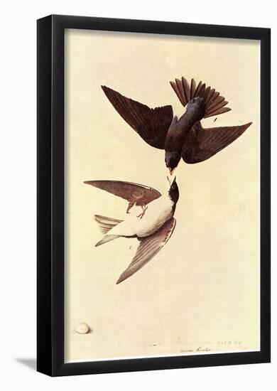 Audubon Tree Swallow Bird Art Poster Print-null-Framed Poster