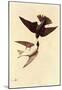 Audubon Tree Swallow Bird Art Poster Print-null-Mounted Poster