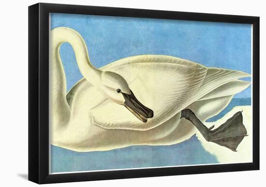 Audubon Trumpeter Swan Bird Art Poster Print-null-Framed Poster