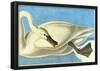 Audubon Trumpeter Swan Bird Art Poster Print-null-Framed Poster