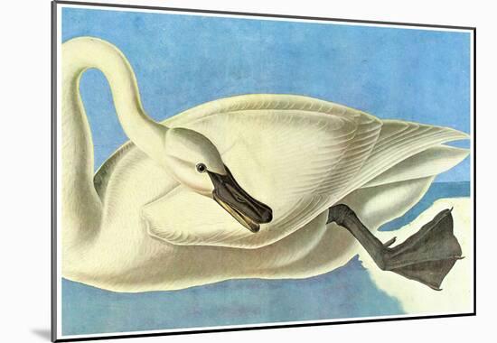 Audubon Trumpeter Swan Bird Art Poster Print-null-Mounted Poster