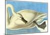 Audubon Trumpeter Swan Bird Art Poster Print-null-Mounted Poster