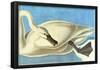 Audubon Trumpeter Swan Bird Art Poster Print-null-Framed Poster
