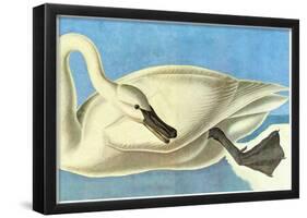 Audubon Trumpeter Swan Bird Art Poster Print-null-Framed Poster