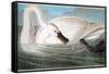 Audubon: Trumpeter Swan-John James Audubon-Framed Stretched Canvas