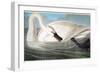 Audubon: Trumpeter Swan-John James Audubon-Framed Giclee Print