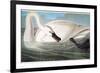 Audubon: Trumpeter Swan-John James Audubon-Framed Giclee Print