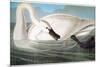 Audubon: Trumpeter Swan-John James Audubon-Mounted Giclee Print
