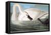 Audubon: Trumpeter Swan-John James Audubon-Framed Stretched Canvas