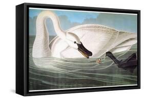 Audubon: Trumpeter Swan-John James Audubon-Framed Stretched Canvas