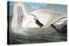 Audubon: Trumpeter Swan-John James Audubon-Stretched Canvas