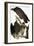 Audubon: Turkey Vulture-John James Audubon-Framed Giclee Print