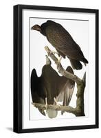 Audubon: Turkey Vulture-John James Audubon-Framed Giclee Print