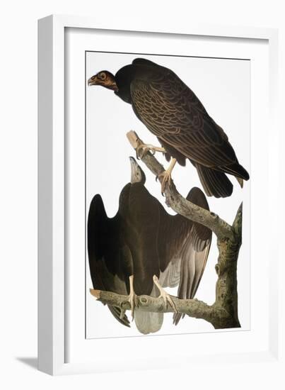 Audubon: Turkey Vulture-John James Audubon-Framed Giclee Print