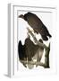 Audubon: Turkey Vulture-John James Audubon-Framed Giclee Print