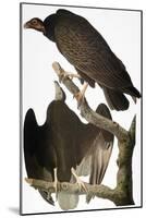 Audubon: Turkey Vulture-John James Audubon-Mounted Giclee Print
