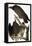 Audubon: Turkey Vulture-John James Audubon-Framed Stretched Canvas