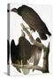 Audubon: Turkey Vulture-John James Audubon-Stretched Canvas