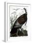 Audubon: Turkey-John James Audubon-Framed Giclee Print