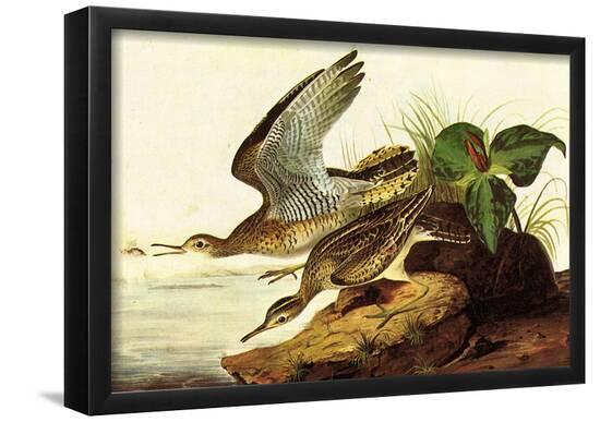 Poster, , large