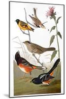 Audubon: Various Birds-John James Audubon-Mounted Giclee Print