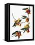 Audubon: Vireo, 1827-38-John James Audubon-Framed Stretched Canvas
