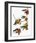 Audubon: Vireo, 1827-38-John James Audubon-Framed Giclee Print