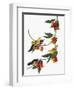 Audubon: Vireo, 1827-38-John James Audubon-Framed Giclee Print