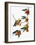 Audubon: Vireo, 1827-38-John James Audubon-Framed Giclee Print