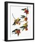 Audubon: Vireo, 1827-38-John James Audubon-Framed Giclee Print