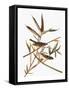 Audubon: Vireo-John James Audubon-Framed Stretched Canvas