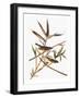 Audubon: Vireo-John James Audubon-Framed Giclee Print