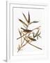 Audubon: Vireo-John James Audubon-Framed Giclee Print