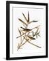 Audubon: Vireo-John James Audubon-Framed Giclee Print