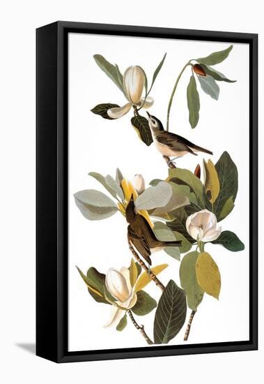 Audubon: Vireo-John James Audubon-Framed Stretched Canvas