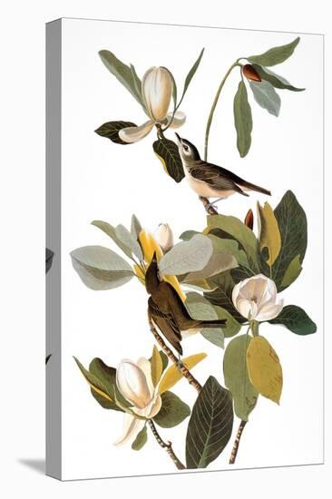 Audubon: Vireo-John James Audubon-Stretched Canvas