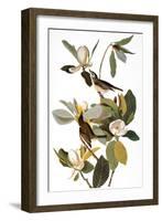 Audubon: Vireo-John James Audubon-Framed Giclee Print